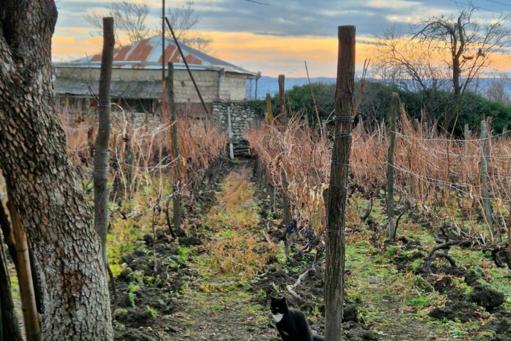 Georgien Reise Herbst: Goldene Berge und Weinlese